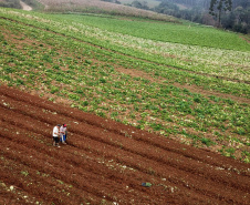 ORGÂNICOS -  Tijucas do Sul -  Produtor Lourival Pereira da Silva  -  Tijucas do Sul, 25/06/2021  -  foto: José Fernando Ogura/AEN