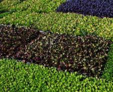 ORGÂNICOS DO SUL   -  Tijucas do Sul -  Produtor Flavio Henrique Setim  -  25/06/2021  -  Foto: José Fernando Ogura/AEN