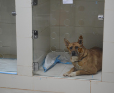 O Hospital Veterinário do Centro Universitário Filadélfia (UniFil), em Londrina, região Norte do Estado, agora é oficialmente um Centro de Apoio à Fauna Silvestre (CAFS). O local presta auxílio ao Instituto Água e Terra (IAT) no recebimento de animais silvestres vítimas de atropelamento, maus-tratos, comércio ilegal, tráfico e cativeiro irregular, que precisam de atendimento veterinário. A inauguração aconteceu nessa sexta-feira (16).  -  Londrina, 16/07/2021  -  Foto: SEDEST/IAT