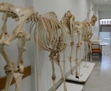 O Hospital Veterinário do Centro Universitário Filadélfia (UniFil), em Londrina, região Norte do Estado, agora é oficialmente um Centro de Apoio à Fauna Silvestre (CAFS). O local presta auxílio ao Instituto Água e Terra (IAT) no recebimento de animais silvestres vítimas de atropelamento, maus-tratos, comércio ilegal, tráfico e cativeiro irregular, que precisam de atendimento veterinário. A inauguração aconteceu nessa sexta-feira (16).  -  Londrina, 16/07/2021  -  Foto: SEDEST/IAT