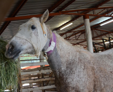 O Hospital Veterinário do Centro Universitário Filadélfia (UniFil), em Londrina, região Norte do Estado, agora é oficialmente um Centro de Apoio à Fauna Silvestre (CAFS). O local presta auxílio ao Instituto Água e Terra (IAT) no recebimento de animais silvestres vítimas de atropelamento, maus-tratos, comércio ilegal, tráfico e cativeiro irregular, que precisam de atendimento veterinário. A inauguração aconteceu nessa sexta-feira (16).  -  Londrina, 16/07/2021  -  Foto: SEDEST/IAT