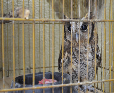 O Hospital Veterinário do Centro Universitário Filadélfia (UniFil), em Londrina, região Norte do Estado, agora é oficialmente um Centro de Apoio à Fauna Silvestre (CAFS). O local presta auxílio ao Instituto Água e Terra (IAT) no recebimento de animais silvestres vítimas de atropelamento, maus-tratos, comércio ilegal, tráfico e cativeiro irregular, que precisam de atendimento veterinário. A inauguração aconteceu nessa sexta-feira (16).  -  Londrina, 16/07/2021  -  Foto: SEDEST/IAT