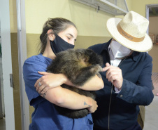 O Hospital Veterinário do Centro Universitário Filadélfia (UniFil), em Londrina, região Norte do Estado, agora é oficialmente um Centro de Apoio à Fauna Silvestre (CAFS). O local presta auxílio ao Instituto Água e Terra (IAT) no recebimento de animais silvestres vítimas de atropelamento, maus-tratos, comércio ilegal, tráfico e cativeiro irregular, que precisam de atendimento veterinário. A inauguração aconteceu nessa sexta-feira (16).  -  Londrina, 16/07/2021  -  Foto: SEDEST/IAT