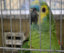 O Hospital Veterinário do Centro Universitário Filadélfia (UniFil), em Londrina, região Norte do Estado, agora é oficialmente um Centro de Apoio à Fauna Silvestre (CAFS). O local presta auxílio ao Instituto Água e Terra (IAT) no recebimento de animais silvestres vítimas de atropelamento, maus-tratos, comércio ilegal, tráfico e cativeiro irregular, que precisam de atendimento veterinário. A inauguração aconteceu nessa sexta-feira (16).  -  Londrina, 16/07/2021  -  Foto: SEDEST/IAT