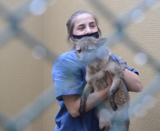 O Hospital Veterinário do Centro Universitário Filadélfia (UniFil), em Londrina, região Norte do Estado, agora é oficialmente um Centro de Apoio à Fauna Silvestre (CAFS). O local presta auxílio ao Instituto Água e Terra (IAT) no recebimento de animais silvestres vítimas de atropelamento, maus-tratos, comércio ilegal, tráfico e cativeiro irregular, que precisam de atendimento veterinário. A inauguração aconteceu nessa sexta-feira (16).  -  Londrina, 16/07/2021  -  Foto: SEDEST/IAT