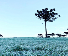 Paraná tem 16 cidades com temperaturas negativas; General Carneiro registrou -7,8ºC  Foto: Ana Tigrinho /AEN