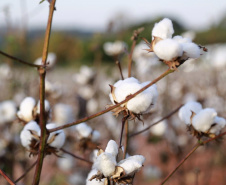 Pesquisa obtém 3x mais algodão com adequado manejo de água e pragas - Resultados positivos são alcançados por meio da adoção de bom manejo de irrigação e controle de pragas no ciclo de cultivo    -   Maringá, 20/07/2021  -  Foto: UEM