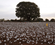 Pesquisa obtém 3x mais algodão com adequado manejo de água e pragas- Fase de abertura do capulho (espécie de capsula natural) e formação da pluma   -   Maringá, 20/07/2021  -  Foto: UEM