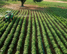 Pesquisa obtém 3x mais algodão com adequado manejo de água e pragas- Algodão na fase vegetativa; pesquisa tem parceria com Associação dos Cotonicultores do Paraná (Acopar)  -   Maringá, 20/07/2021  -  Foto: Acopar