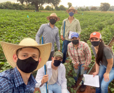 Pesquisa obtém 3x mais algodão com adequado manejo de água e pragas - Alunos de Agronomia: Rafael Corradini (à frente), Eduardo de Lima Souza (abaixado), Danyelle Rech da Silva (boné azul), Maria Eduarda Siqueira Pinheiro (boné laranja), Bruno Norato (em pé, à esq.) e Daniel Haraguchi (em pé, à dir.)     -   Maringá, 20/07/2021  -  Foto: UEM