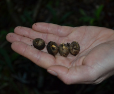 Levantamento de fauna da Serra do Mar ajuda a prever a descida dos trilhos da Nova Ferroeste 
Foto: Mirella Gimenes/ Nova Ferroeste