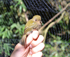 Levantamento de fauna da Serra do Mar ajuda a prever a descida dos trilhos da Nova Ferroeste 
Foto: Mirella Gimenes/ Nova Ferroeste