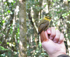 Levantamento de fauna da Serra do Mar ajuda a prever a descida dos trilhos da Nova Ferroeste 
Foto: Mirella Gimenes/ Nova Ferroeste