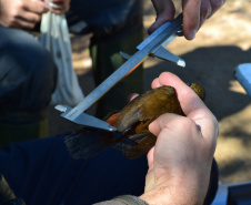 Levantamento de fauna da Serra do Mar ajuda a prever a descida dos trilhos da Nova Ferroeste 
Foto: Mirella Gimenes/ Nova Ferroeste