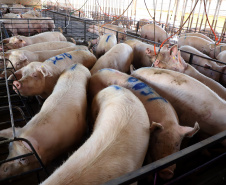 Puxado por Toledo, Paraná avança e mira novos mercados internacionais na carne suína
Foto: Ari Dias/AEN