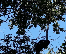 IAT resgata macaco-prego machucado em Paranavaí e alerta para o descarte de resíduos  Foto: IAT
