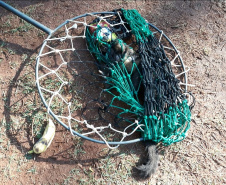 IAT resgata macaco-prego machucado em Paranavaí e alerta para o descarte de resíduos  Foto: IAT