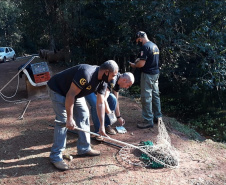 IAT resgata macaco-prego machucado em Paranavaí e alerta para o descarte de resíduos  Foto: IAT