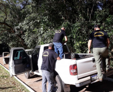 IAT resgata macaco-prego machucado em Paranavaí e alerta para o descarte de resíduos  Foto: IAT