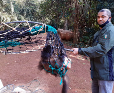 IAT resgata macaco-prego machucado em Paranavaí e alerta para o descarte de resíduos  Foto: IAT
