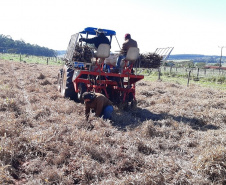 Pesquisadores recomendam plantio direto de mandioca em sistemas integrados de produção       Foto IDR