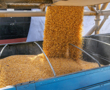 Navio programado para quarta-feira (28) vai descarregar 32 mil toneladas do cereal. Desde o início do ano, já são quatro embarcações recebidas no porto paranaense com milho importado. - Paranaguá, 27/07/2021  -  Foto: Claudio Neves/Arquivo Portos do Paraná-primeira operação, em Maio/21