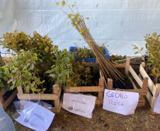 Cascavel fará o plantio de 1 milhão de mudas nativas. Foto: SEDEST
