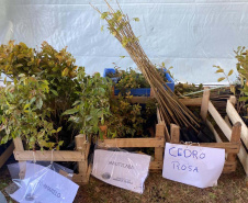 Cascavel fará o plantio de 1 milhão de mudas nativas. Foto: SEDEST