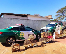 Mais de 100 aves nativas são apreendidas e R$ 92 mil em multas lavradas pela PM durante a Operação Liberdade no Noroeste do estado
. Foto: PMPR