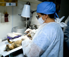 O Programa Permanente de Esterilização de Cães e Gatos ? Castrapet chega a Campo Mourão nesta terça-feira (03). Ao todo, 405 animais são aguardados no castramóvel do Governo do Paraná, entre cães e gatos.  O programa é permanente e a meta é atingir 100% do Estado. -  Curitiba, 02/08/2021  -  Foto: Alessandro Vieira/AEN
