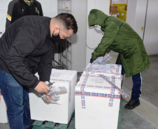 Paraná recebe novas doses e começa a distribui 158,6 mil vacinas contra a Covid-19; veja divisão. Foto: Américo Antonio/SESA