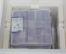 Com novo lote da Pfizer, Paraná recebe todas as 209,1 mil doses desta segunda. Foto: Américo Antonio/SESA