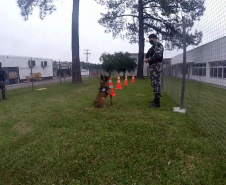 Cães de faro da PM passam por testes de faro de armas no Rio Grande do Sul  Foto: PMPR