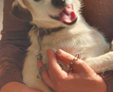 O Programa Permanente de Esterilização de Cães e Gatos ? CastraPet Paraná está sendo um sucesso nos municípios. Nesta terça e quarta-feira (17 e 18) 116 animais foram castrados gratuitamente em Clevelândia, região Sudoeste do Estado. - Clevelândia, 18/08/2021  -  Foto: SEDEST