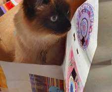 O Programa Permanente de Esterilização de Cães e Gatos ? CastraPet Paraná está sendo um sucesso nos municípios. Nesta terça e quarta-feira (17 e 18) 116 animais foram castrados gratuitamente em Clevelândia, região Sudoeste do Estado. - Clevelândia, 18/08/2021  -  Foto: SEDEST