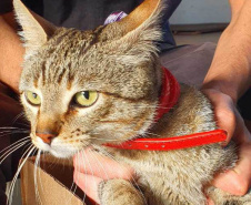 O Programa Permanente de Esterilização de Cães e Gatos ? CastraPet Paraná está sendo um sucesso nos municípios. Nesta terça e quarta-feira (17 e 18) 116 animais foram castrados gratuitamente em Clevelândia, região Sudoeste do Estado. - Clevelândia, 18/08/2021  -  Foto: SEDEST