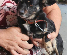 O Programa Permanente de Esterilização de Cães e Gatos ? CastraPet Paraná está sendo um sucesso nos municípios. Nesta terça e quarta-feira (17 e 18) 116 animais foram castrados gratuitamente em Clevelândia, região Sudoeste do Estado. - Clevelândia, 18/08/2021  -  Foto: SEDEST