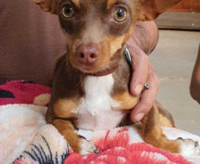 O Programa Permanente de Esterilização de Cães e Gatos ? CastraPet Paraná está sendo um sucesso nos municípios. Nesta terça e quarta-feira (17 e 18) 116 animais foram castrados gratuitamente em Clevelândia, região Sudoeste do Estado. - Clevelândia, 18/08/2021  -  Foto: SEDEST