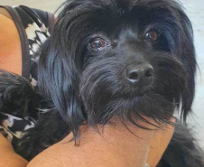 O Programa Permanente de Esterilização de Cães e Gatos ? CastraPet Paraná está sendo um sucesso nos municípios. Nesta terça e quarta-feira (17 e 18) 116 animais foram castrados gratuitamente em Clevelândia, região Sudoeste do Estado. - Clevelândia, 18/08/2021  -  Foto: SEDEST