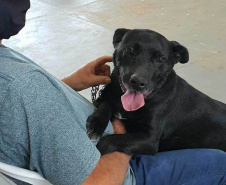 O Programa Permanente de Esterilização de Cães e Gatos ? CastraPet Paraná está sendo um sucesso nos municípios. Nesta terça e quarta-feira (17 e 18) 116 animais foram castrados gratuitamente em Clevelândia, região Sudoeste do Estado. - Clevelândia, 18/08/2021  -  Foto: SEDEST