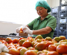 Esposa do sr Mario Seichi Nakui,produtor de orgânicos em Piraquara.  -  Foto: TECPAR