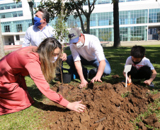 Campanha Floresce Paraná realiza distribuição e plantio de mudas de árvores nativas na sexta-feira. Foto: Geraldo Bubniak/AEN