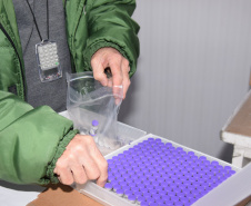 Mais de meio milhão de vacinas contra a Covid-19 serão distribuídas nesta sexta-feira. Foto: Américo Antonio/SESA