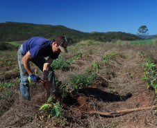 Gengibre e inhame impulsionam a agricultura familiar em Tamarana, na Região Norte.Na foto. o André Gouveia da Fonseca. Foto: José Fernando Ogura/AEN