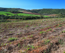 Gengibre e inhame impulsionam a agricultura familiar em Tamarana, na Região Norte. Foto: José Fernando Ogura/AEN