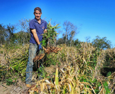 Gengibre e inhame impulsionam a agricultura familiar em Tamarana, na Região Norte.Na foto. o André Gouveia da Fonseca. Foto: José Fernando Ogura/AEN