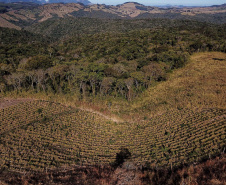 Gengibre e inhame impulsionam a agricultura familiar em Tamarana, na Região Norte. Foto: José Fernando Ogura/AEN