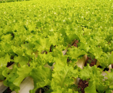 Compra Direta contribui para alimentação saudável e geração de renda no campo em Paranavaí  -  Curitiba, 31/08/2021  -  Foto: SEAB Paranavaí