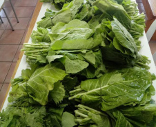 Compra Direta contribui para alimentação saudável e geração de renda no campo em Paranavaí  -  Curitiba, 31/08/2021  -  Foto: SEAB Paranavaí