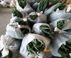 Compra Direta contribui para alimentação saudável e geração de renda no campo em Paranavaí  -  Curitiba, 31/08/2021  -  Foto: SEAB Paranavaí